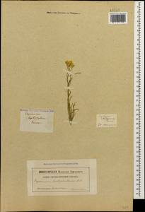 Erysimum leptophyllum (M.Bieb.) Andrz., Caucasus, Armenia (K5) (Armenia)