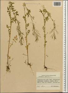 Cardamine impatiens L., Caucasus, Stavropol Krai, Karachay-Cherkessia & Kabardino-Balkaria (K1b) (Russia)