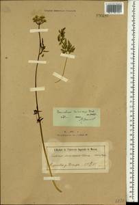 Conioselinum tataricum Hoffm., Mongolia (MONG) (Mongolia)