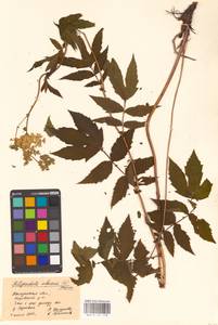 Filipendula ulmaria (L.) Maxim., Eastern Europe, Central region (E4) (Russia)
