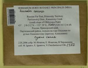 Leucodon coreensis Cardot, Bryophytes, Bryophytes - Russian Far East (excl. Chukotka & Kamchatka) (B20) (Russia)