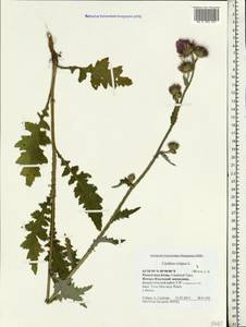 Carduus crispus L., Eastern Europe, Northern region (E1) (Russia)