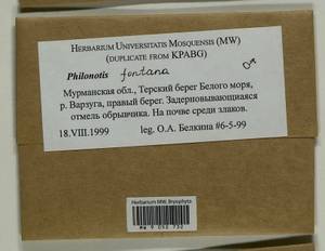 Philonotis fontana (Hedw.) Brid., Bryophytes, Bryophytes - Karelia, Leningrad & Murmansk Oblasts (B4) (Russia)