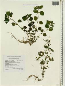 Urtica membranacea Poir., Africa (AFR) (Portugal)