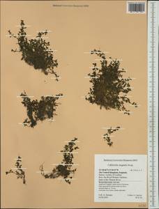 Callitriche stagnalis Scop., Western Europe (EUR) (United Kingdom)