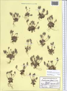 Ceratocephala orthoceras DC., Eastern Europe, Central forest-and-steppe region (E6) (Russia)