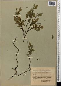 Vaccinium myrtillus L., Caucasus, South Ossetia (K4b) (South Ossetia)