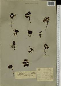 Androsace ochotensis Willd. ex Roem. & Schult., Siberia, Chukotka & Kamchatka (S7) (Russia)