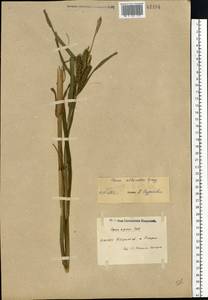 Carex atherodes Spreng., Eastern Europe, North-Western region (E2) (Russia)