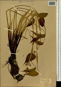 Monochoria africana (Solms) N.E.Br., Africa (AFR) (Mali)