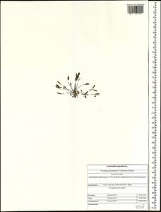 Limosella aquatica L., Siberia, Altai & Sayany Mountains (S2) (Russia)