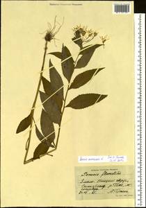 Senecio nemorensis L., Siberia, Western Siberia (S1) (Russia)