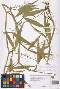 Lathyrus sylvestris L., Eastern Europe, North-Western region (E2) (Russia)