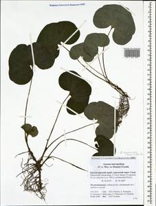 Asarum europaeum subsp. caucasicum (Duchartre) Soó, Caucasus, Krasnodar Krai & Adygea (K1a) (Russia)