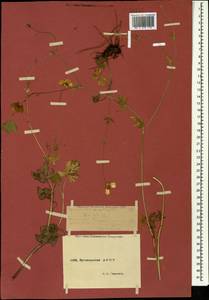Ranunculus caucasicus M. Bieb., Caucasus, Dagestan (K2) (Russia)