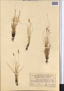 Carex stenophylla subsp. stenophylloides (V.I.Krecz.) T.V.Egorova, Middle Asia, Western Tian Shan & Karatau (M3) (Kazakhstan)