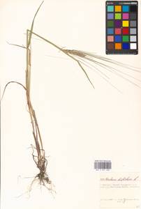 Hordeum vulgare L., Eastern Europe, Moscow region (E4a) (Russia)