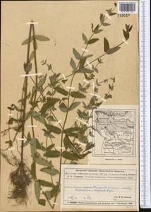 Scutellaria galericulata L., Middle Asia, Muyunkumy, Balkhash & Betpak-Dala (M9) (Kazakhstan)