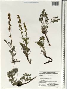 Artemisia laciniata subsp. laciniata, Siberia, Central Siberia (S3) (Russia)