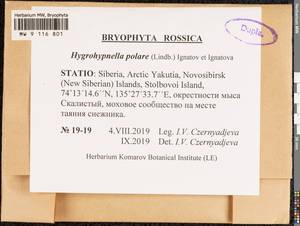 Hygrohypnella polaris (Lindb.) Ignatov & Ignatova, Bryophytes, Bryophytes - Yakutia (B19) (Russia)