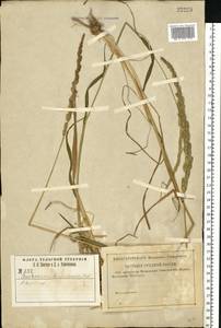 Beckmannia eruciformis (L.) Host, Eastern Europe, Central region (E4) (Russia)