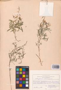 Astragalus arenarius L., Eastern Europe, Northern region (E1) (Russia)