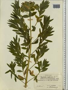 Euphorbia palustris L., Eastern Europe, Middle Volga region (E8) (Russia)