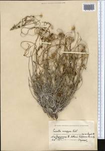 Cuscuta monogyna Vahl, Middle Asia, Caspian Ustyurt & Northern Aralia (M8) (Kazakhstan)