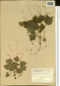 Circaea alpina L., Eastern Europe, Moscow region (E4a) (Russia)