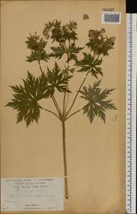 Geranium pratense L., Eastern Europe, Central forest-and-steppe region (E6) (Russia)