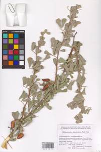 Caragana halodendron (Pall.) Dum.Cours., Eastern Europe, Lower Volga region (E9) (Russia)