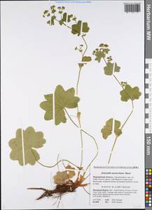 Alchemilla murbeckiana Buser, Eastern Europe, Northern region (E1) (Russia)