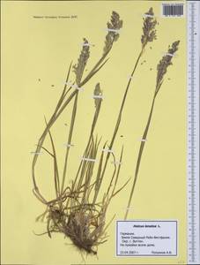 Holcus lanatus L., Western Europe (EUR) (Germany)