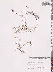 Vaccinium microcarpum (Turcz. ex Rupr.) Schmalh. ex Busch, Siberia, Chukotka & Kamchatka (S7) (Russia)