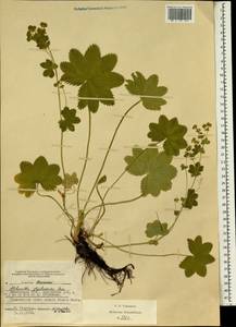 Alchemilla glyphodonta Juz., Eastern Europe, Central forest region (E5) (Russia)