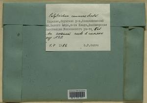 Polytrichum commune Hedw., Bryophytes, Bryophytes - Karelia, Leningrad & Murmansk Oblasts (B4) (Russia)