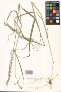 Arrhenatherum elatius (L.) P.Beauv. ex J.Presl & C.Presl., Eastern Europe, Moscow region (E4a) (Russia)