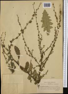 Verbascum sinuatum L., Western Europe (EUR) (Italy)