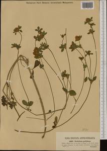 Trifolium pallidum Waldst. & Kit., Western Europe (EUR) (Hungary)