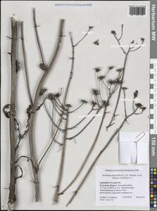 Jacobaea erucifolia subsp. erucifolia, Eastern Europe, Central region (E4) (Russia)