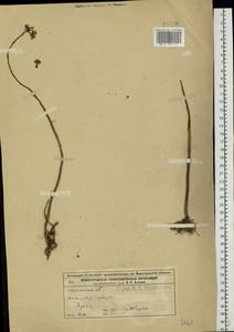 Hylotelephium maximum (L.) Holub, Eastern Europe, Volga-Kama region (E7) (Russia)