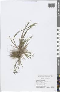 Agrostis stolonifera L., Eastern Europe, Central region (E4) (Russia)