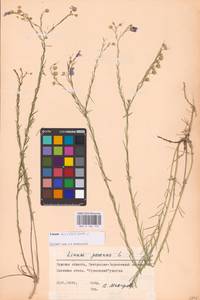 Linum austriacum L., Eastern Europe, Central forest-and-steppe region (E6) (Russia)