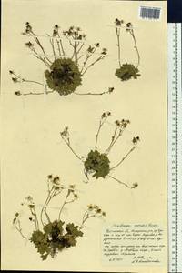 Micranthes merkii subsp. merkii, Siberia, Baikal & Transbaikal region (S4) (Russia)