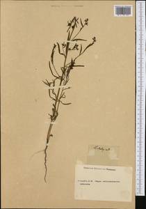 Linaria chalepensis (L.) Mill., Botanic gardens and arboreta (GARD) (Not classified)