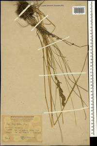 Poa longifolia Trin., Caucasus, Krasnodar Krai & Adygea (K1a) (Russia)