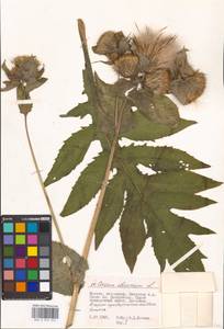 Cirsium oleraceum (L.) Scop., Eastern Europe, Moscow region (E4a) (Russia)