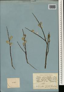 Salix gracilistyla Miq., South Asia, South Asia (Asia outside ex-Soviet states and Mongolia) (ASIA) (North Korea)