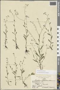 Myosotis nemorosa Besser, Eastern Europe, Central region (E4) (Russia)