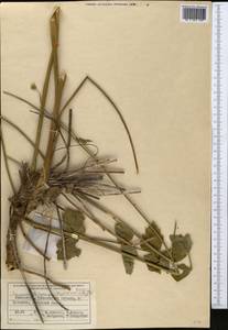 Semenovia dasycarpa (Regel & Schmalh.) Korovin ex Pimenov & V. N. Tikhom., Middle Asia, Western Tian Shan & Karatau (M3) (Uzbekistan)